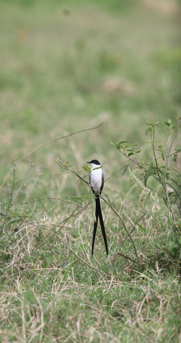 Fork-tailed Flycatcher - ML646161661