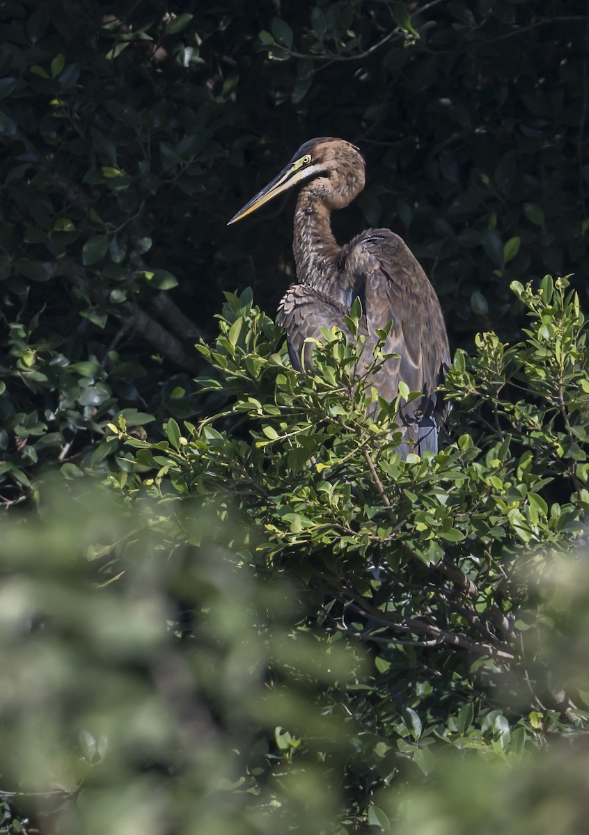 Purple Heron - ML646161662
