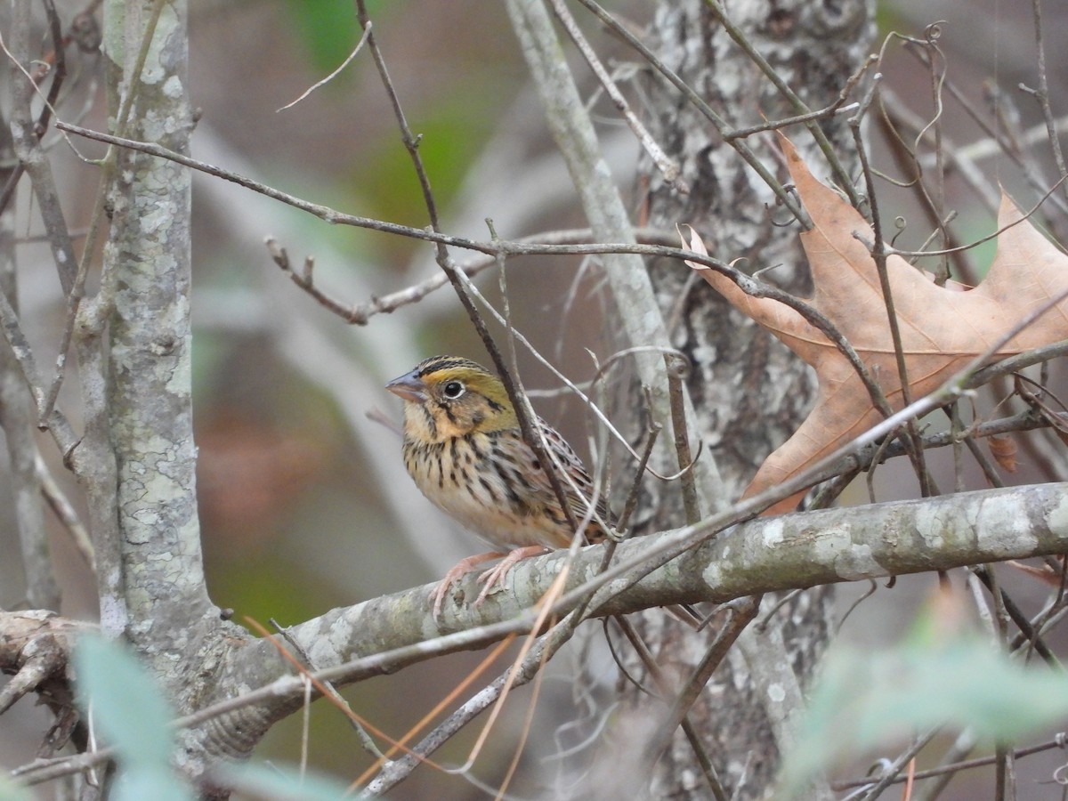 Henslow's Sparrow - ML646161665