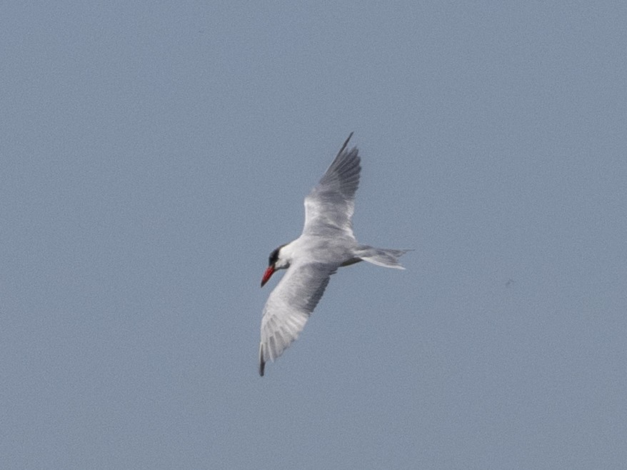 Caspian Tern - ML646161668