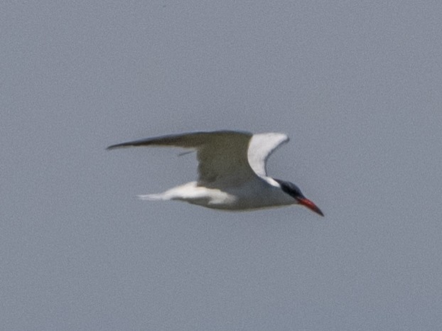 Caspian Tern - ML646161669