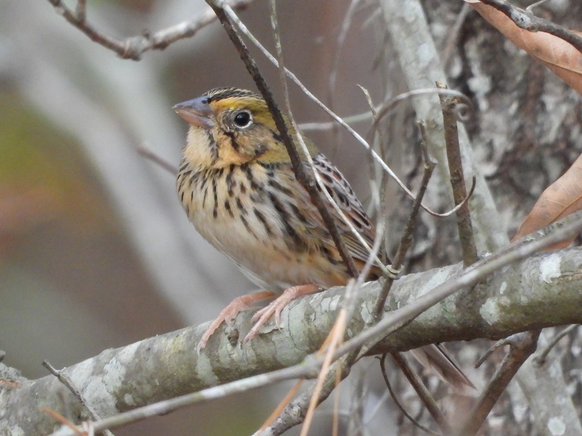 Henslow's Sparrow - ML646161674