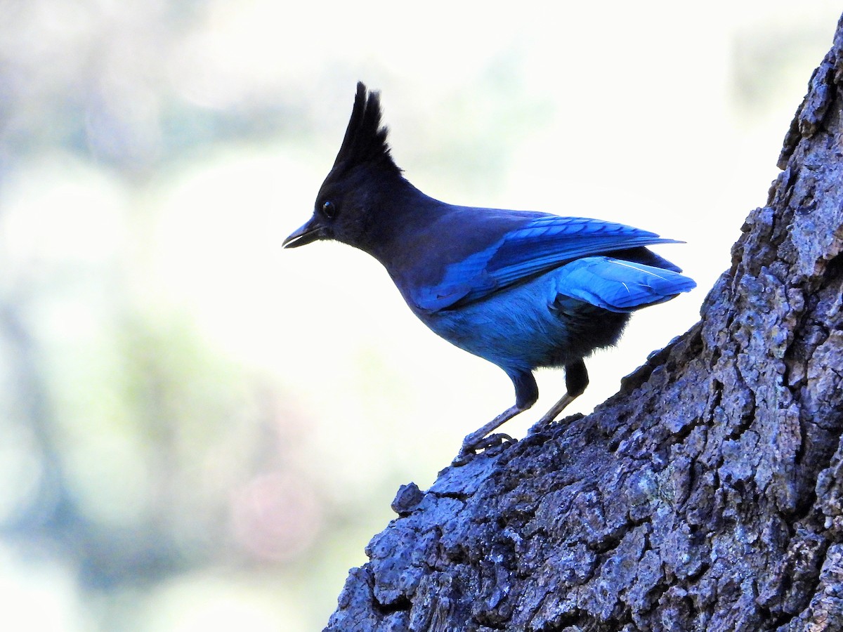Steller's Jay - ML646161675