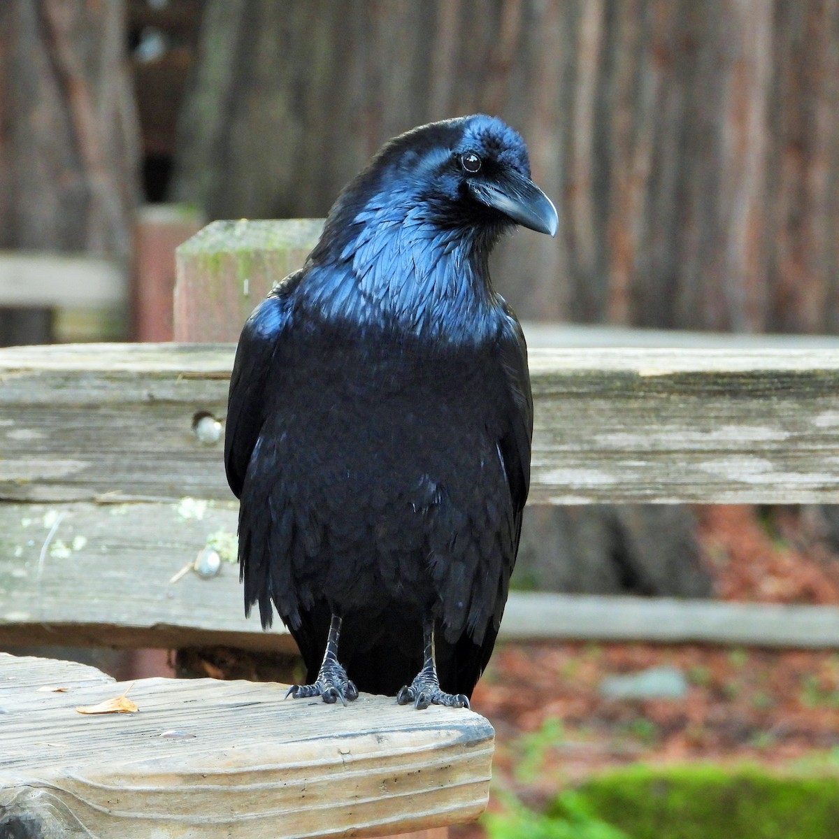 Common Raven - ML646161676