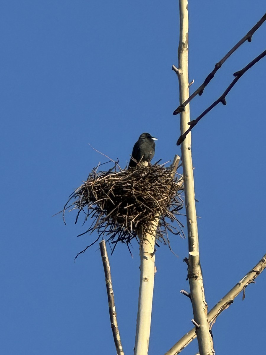 Large-billed Crow (Large-billed) - ML646161677