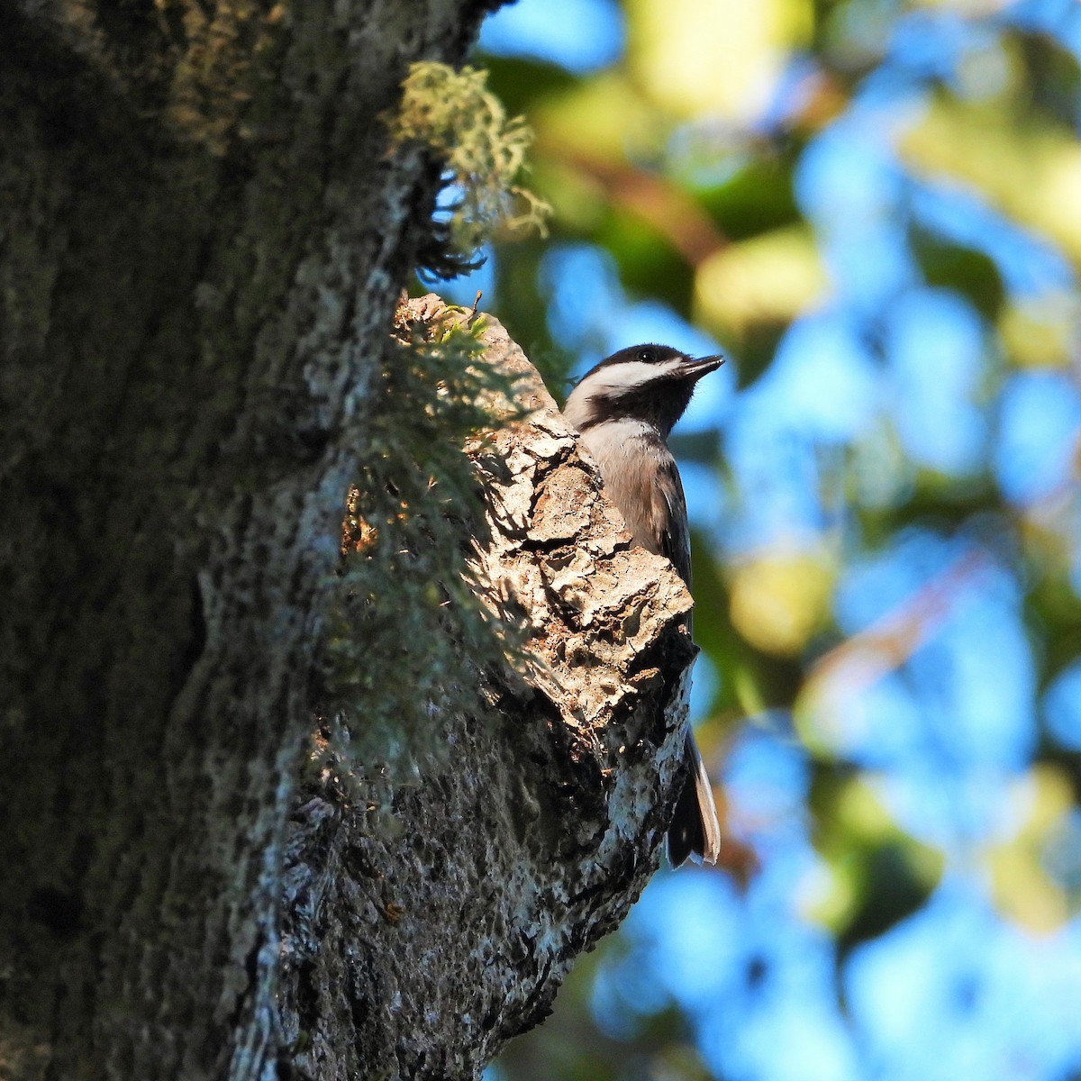 Chestnut-backed Chickadee - ML646161679