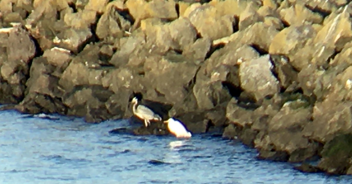 Great Egret - ML646161682