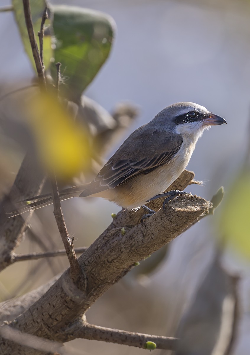Brown Shrike - ML646161683
