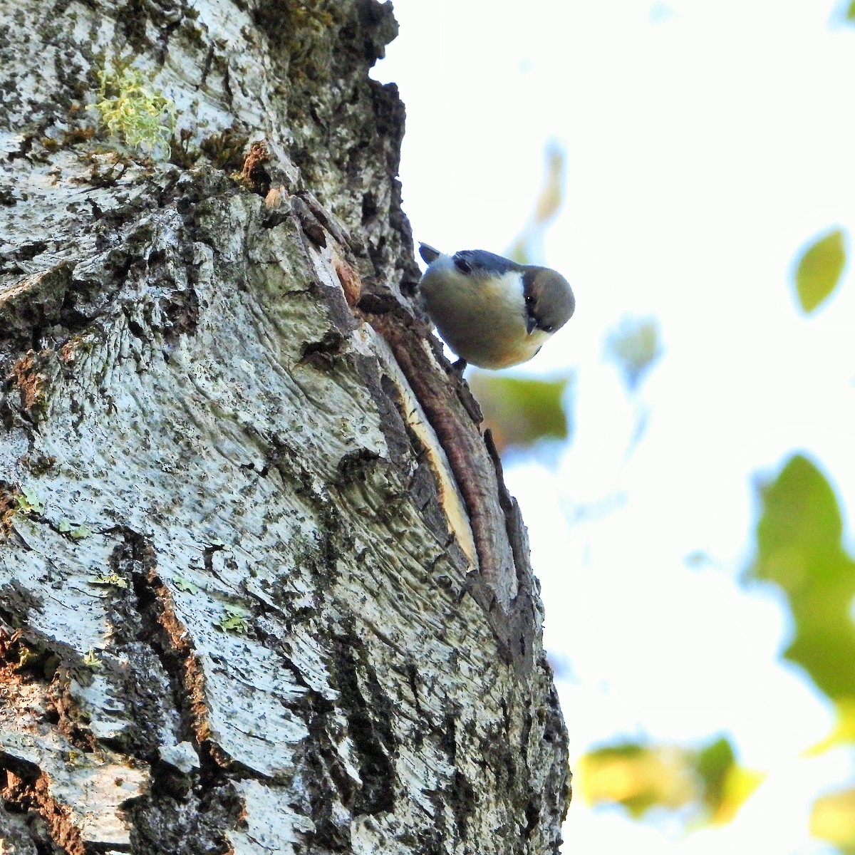 Pygmy Nuthatch - ML646161685