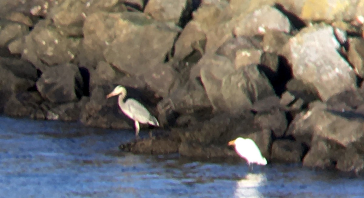 Great Egret - ML646161690