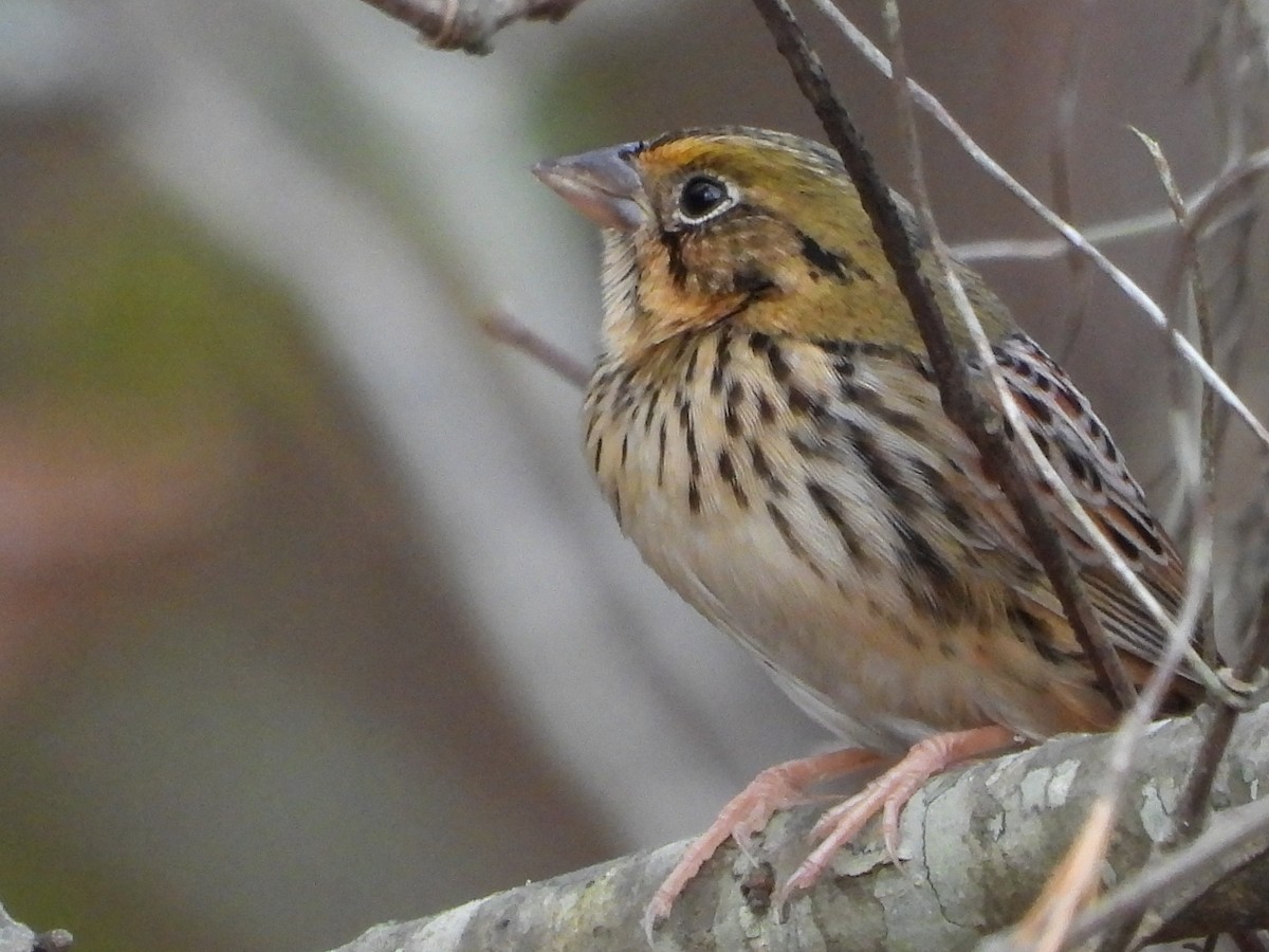 Henslow's Sparrow - ML646161692
