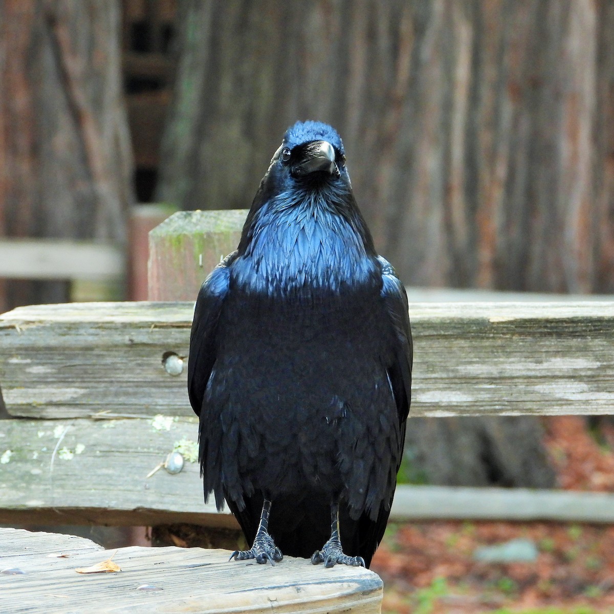 Common Raven - ML646161695