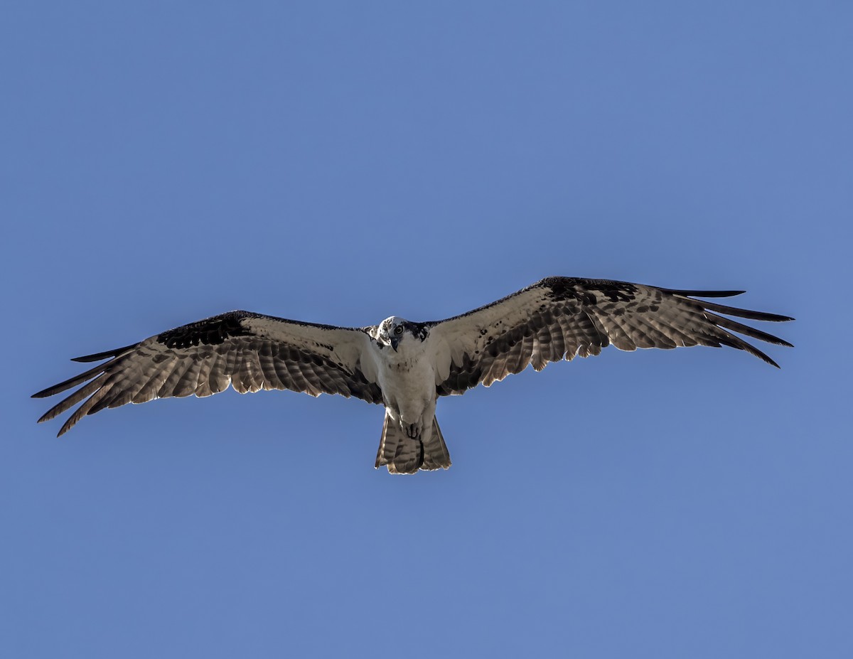 Osprey - ML646161697