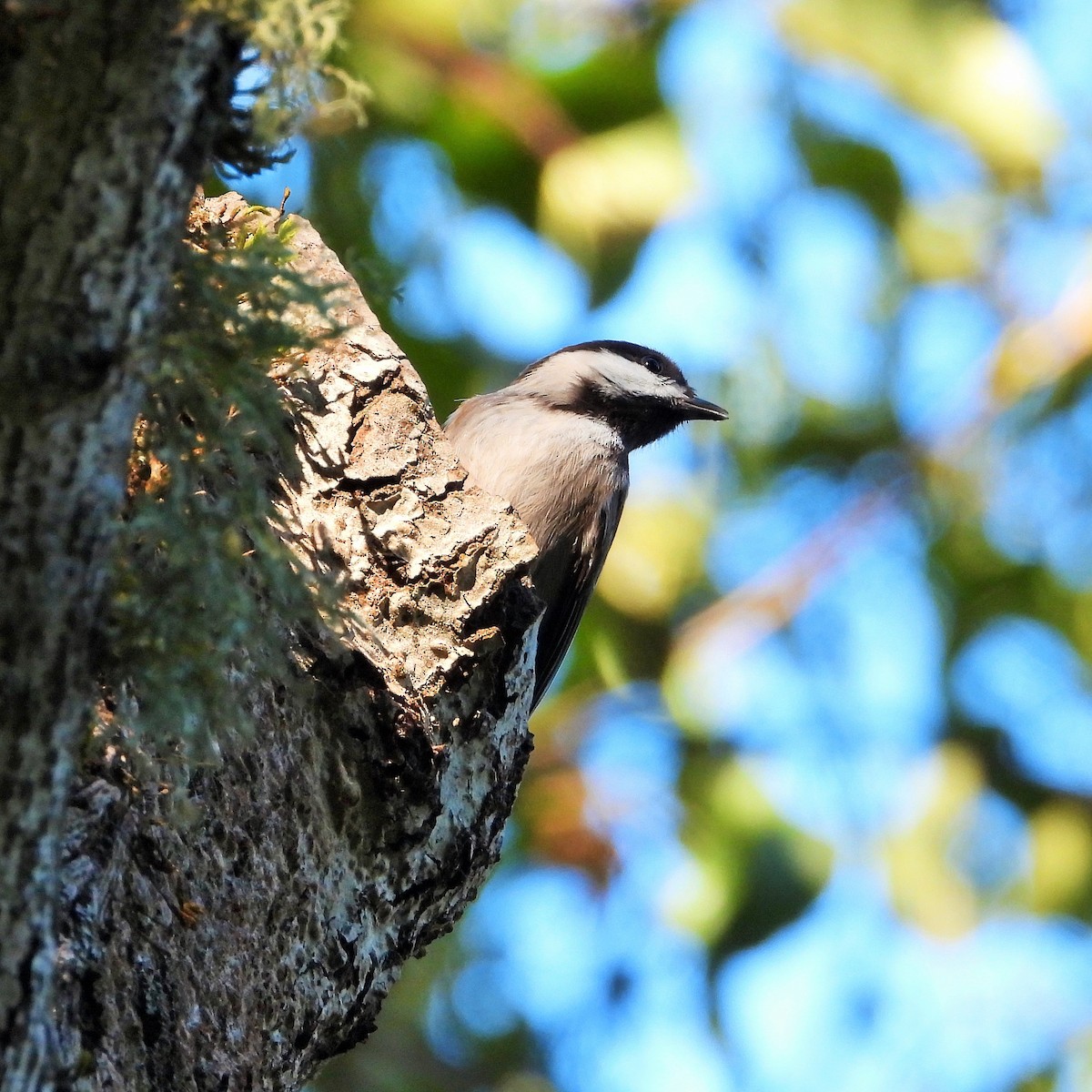 Chestnut-backed Chickadee - ML646161698