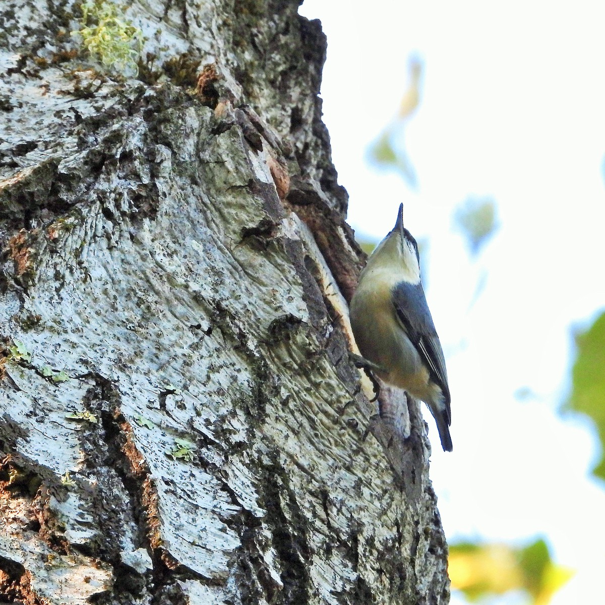 Pygmy Nuthatch - ML646161702