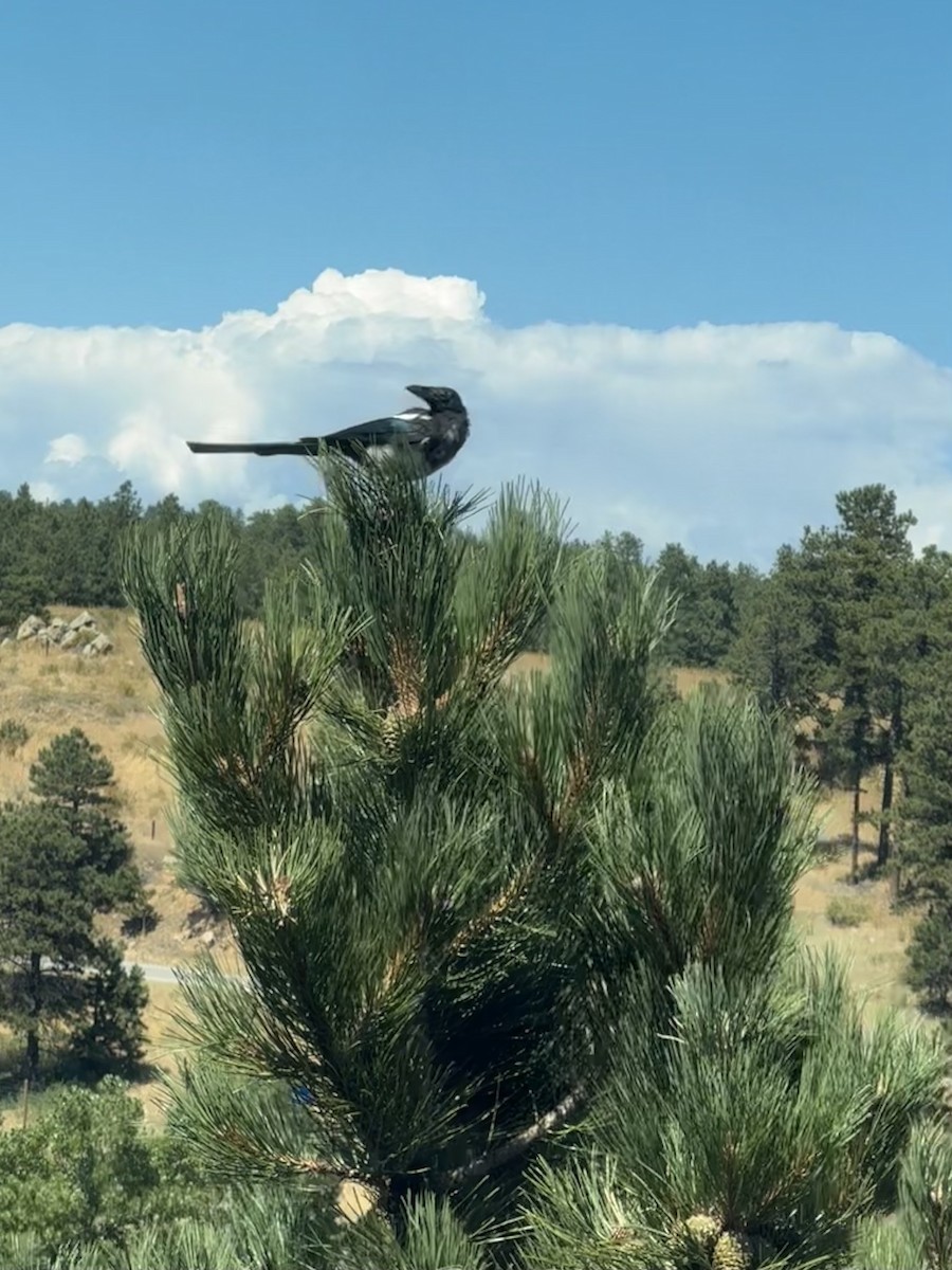 Сорока канадська - ML646161708