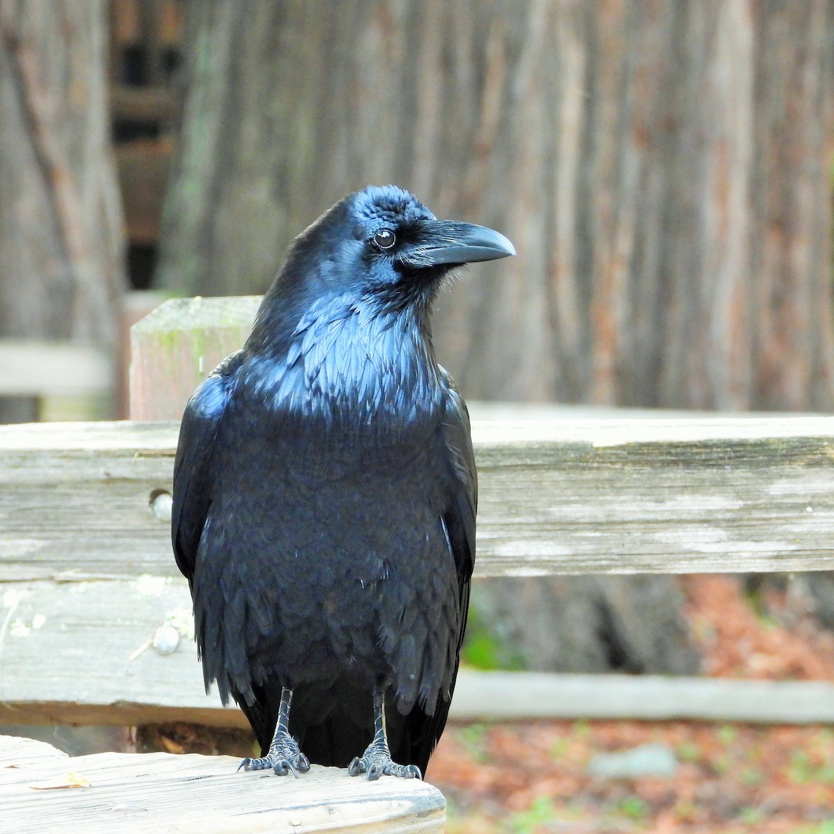 Common Raven - ML646161709