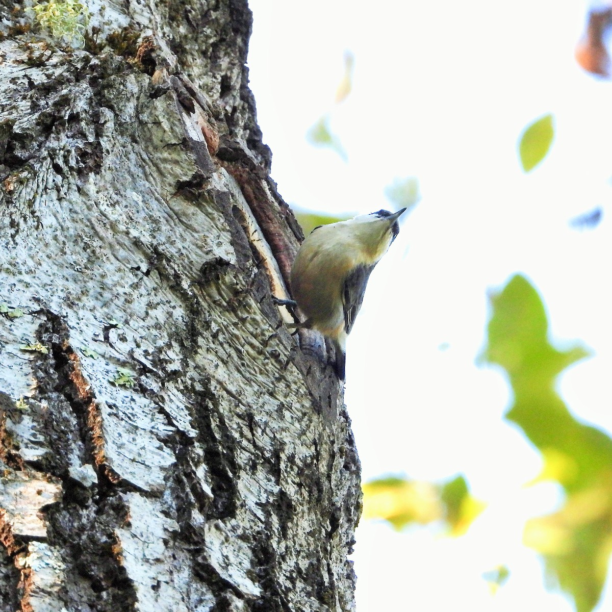 Pygmy Nuthatch - ML646161710