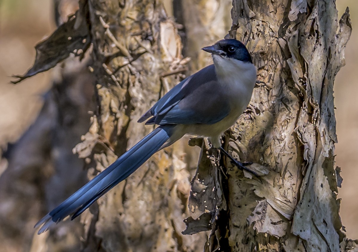 Azure-winged Magpie - ML646161711