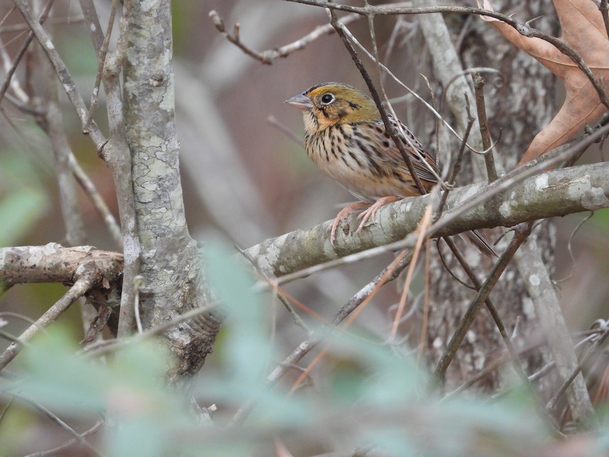 Henslow's Sparrow - ML646161712