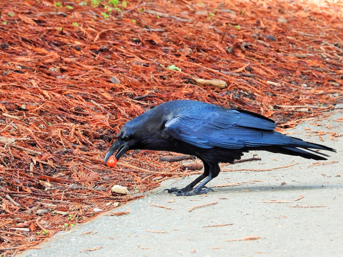 Common Raven - ML646161715