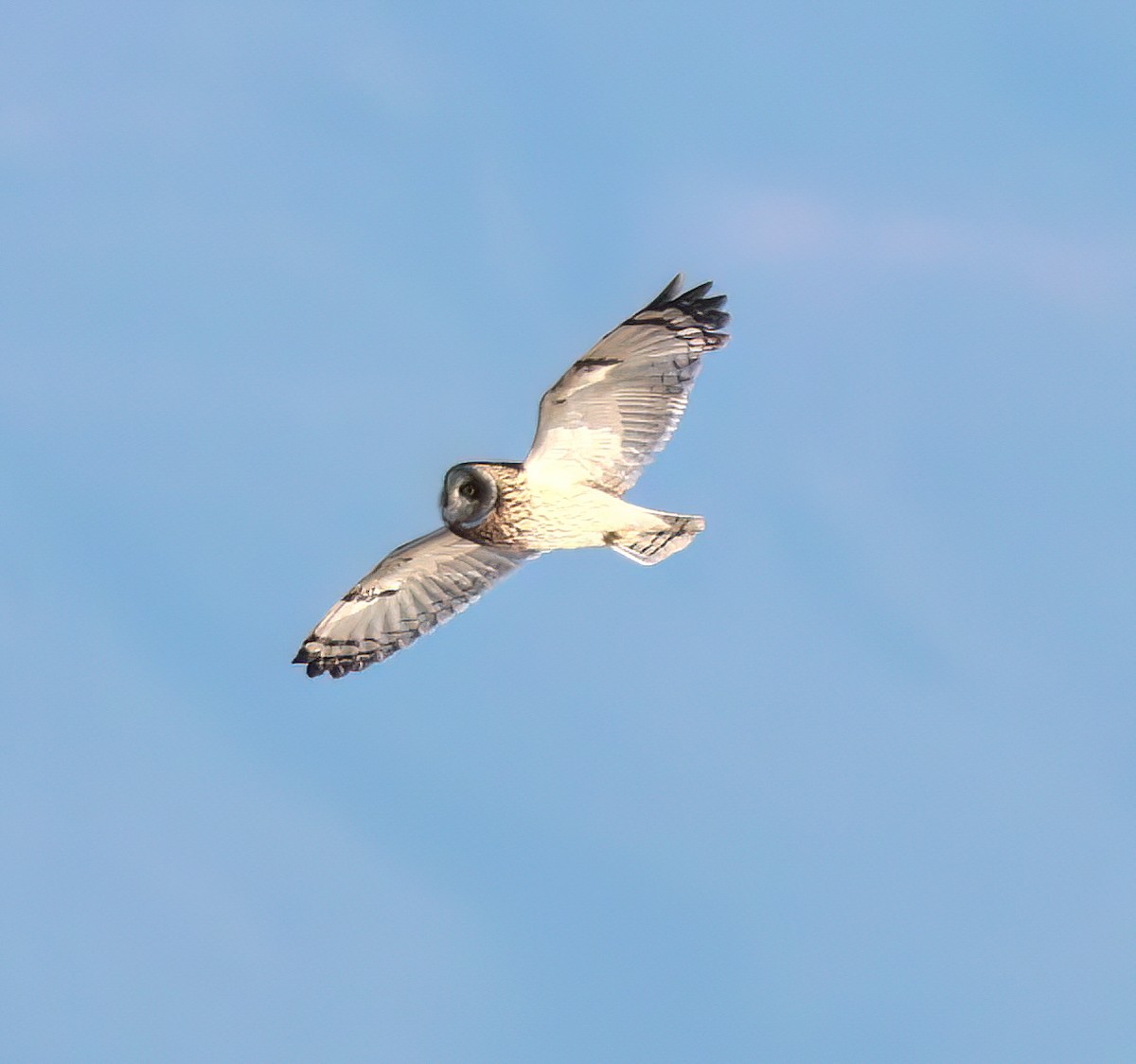 Short-eared Owl - ML646161716