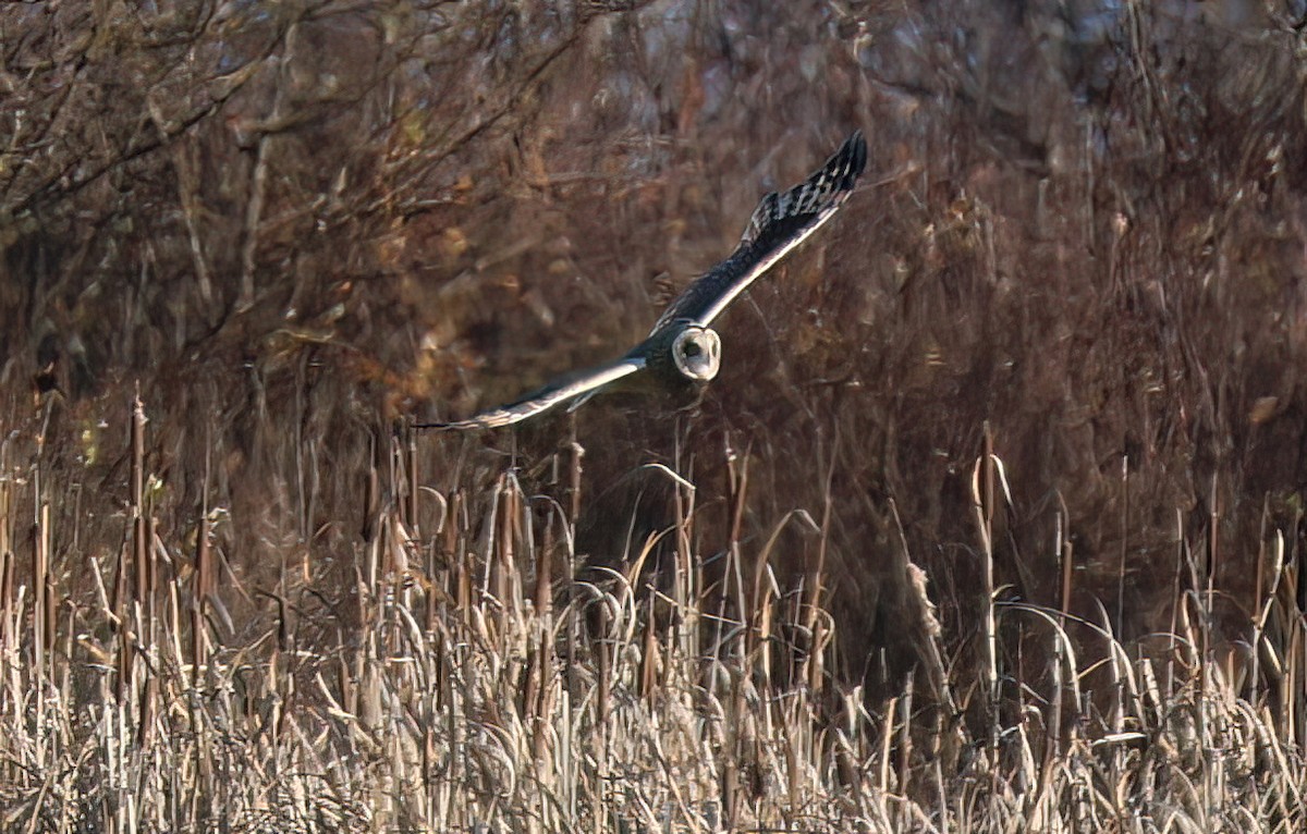 Short-eared Owl - ML646161717