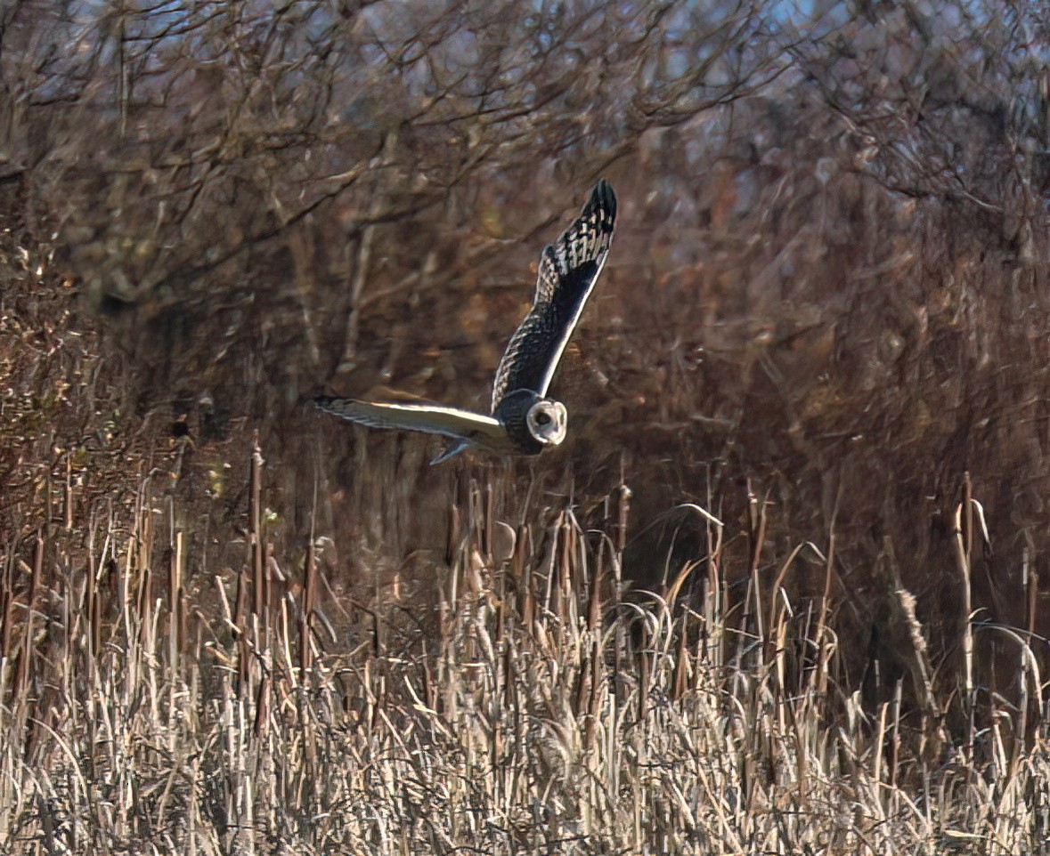 Short-eared Owl - ML646161718