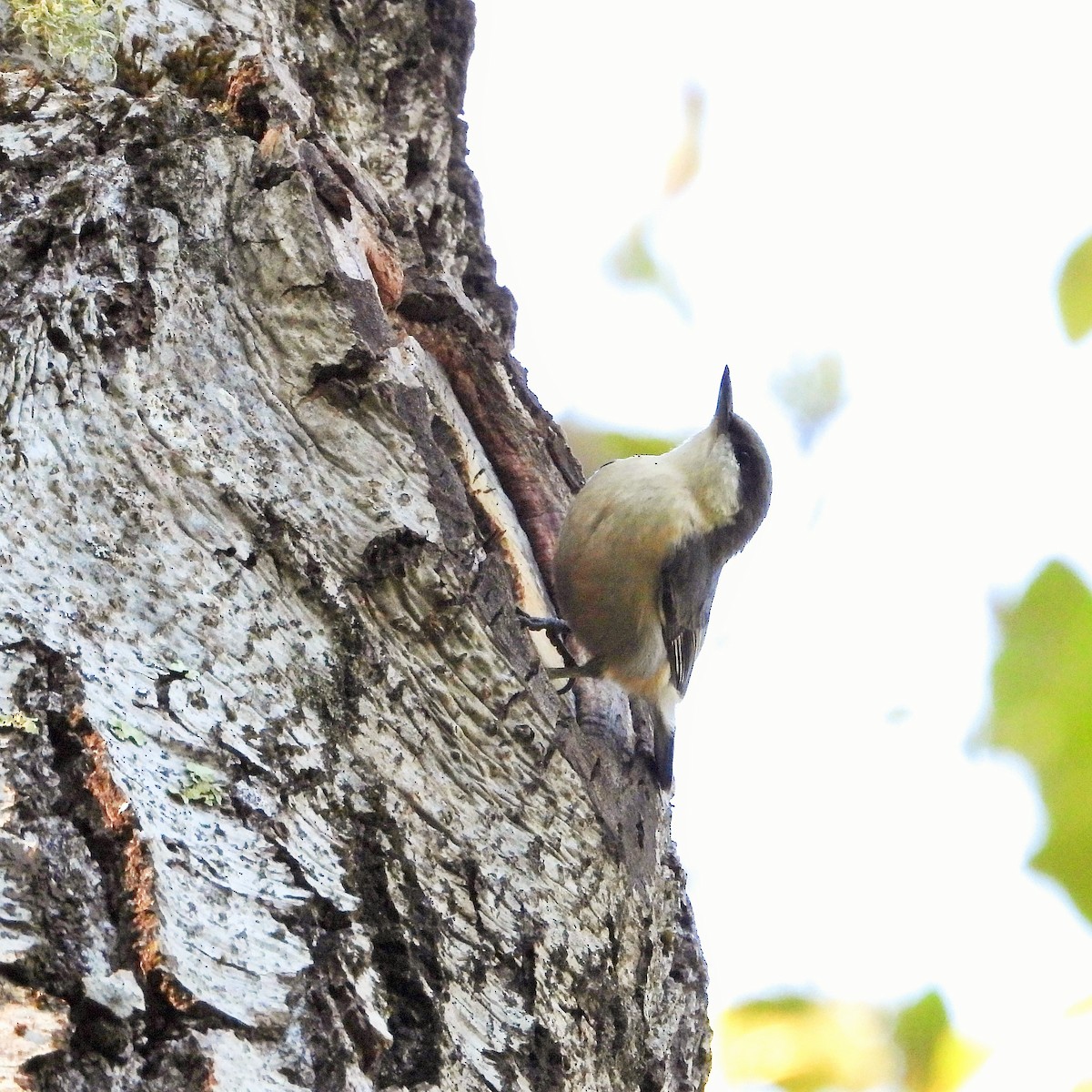Pygmy Nuthatch - ML646161720