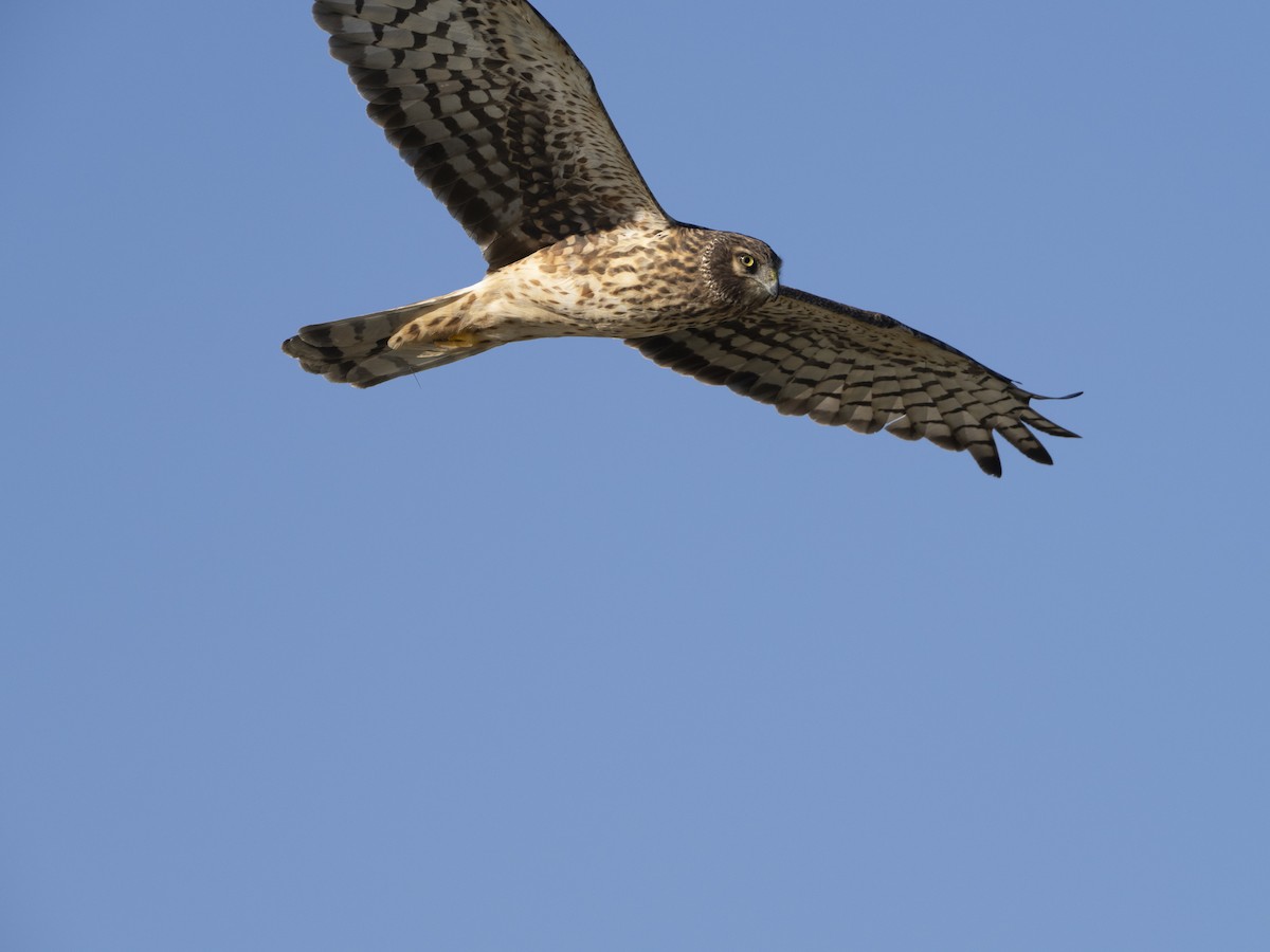 Northern Harrier - ML646161721