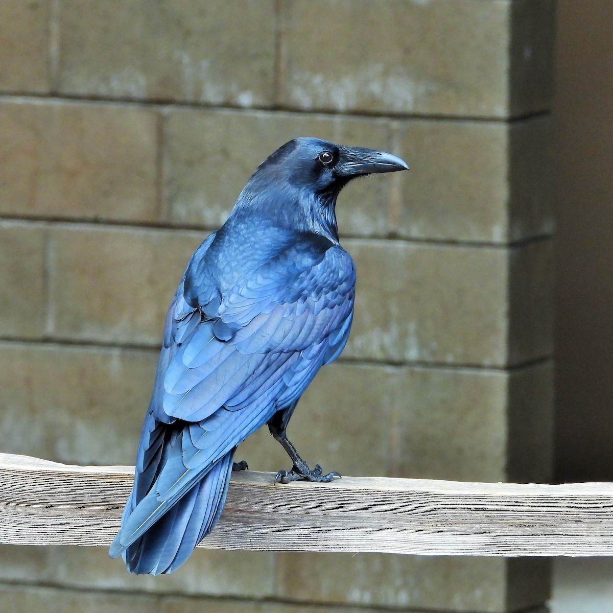 Common Raven - ML646161728