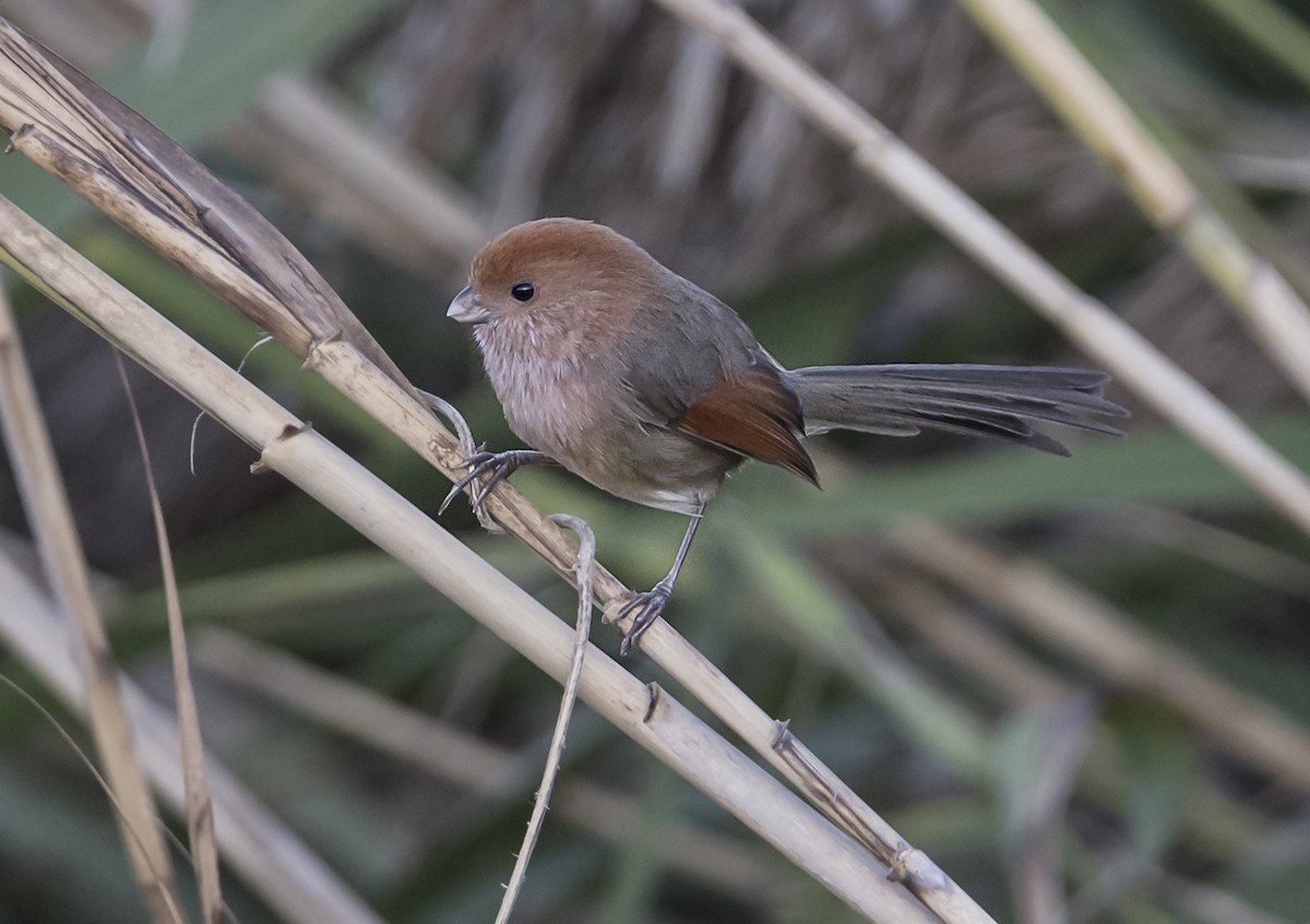 Vinous-throated Parrotbill - ML646161729