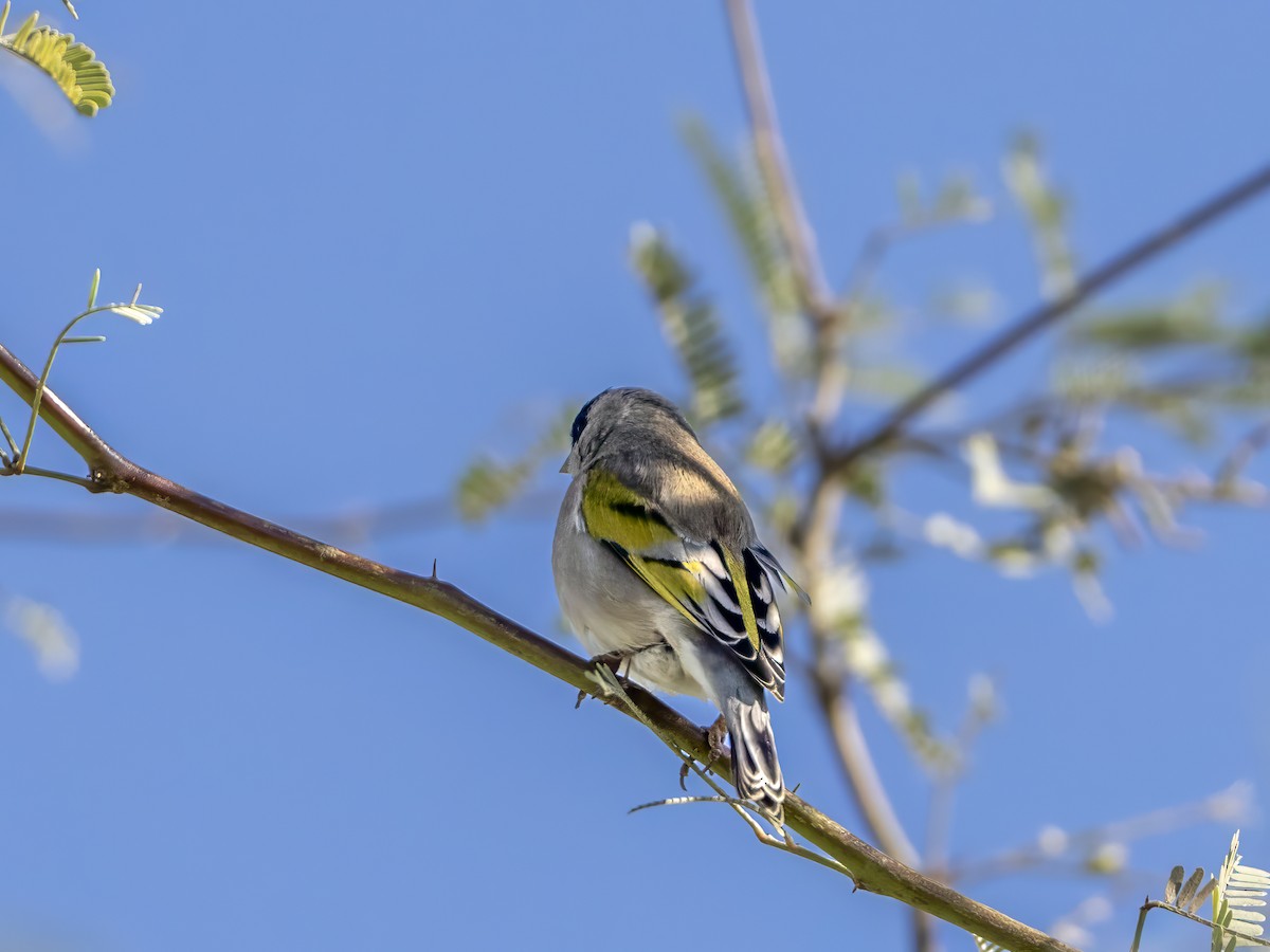 Lawrence's Goldfinch - ML646161731