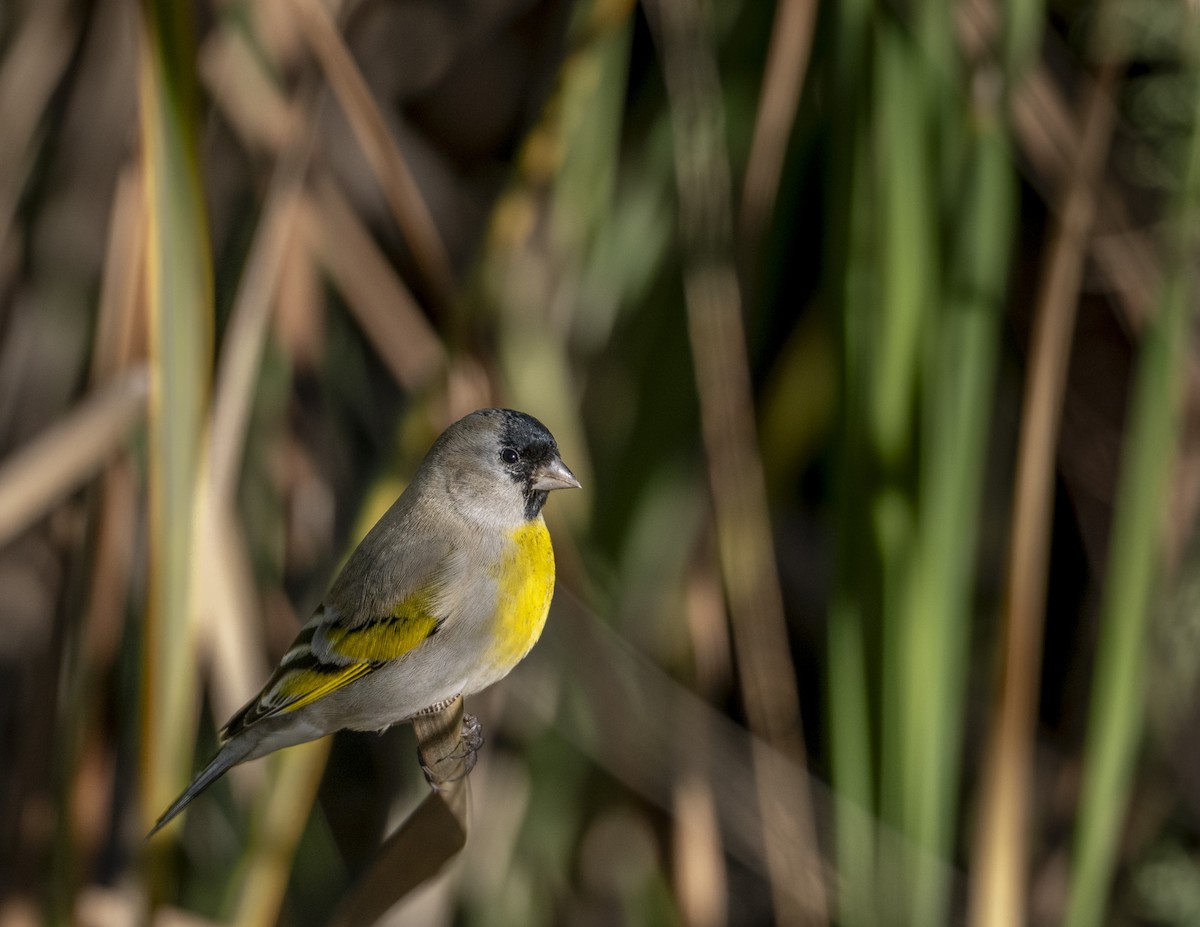 Lawrence's Goldfinch - ML646161732