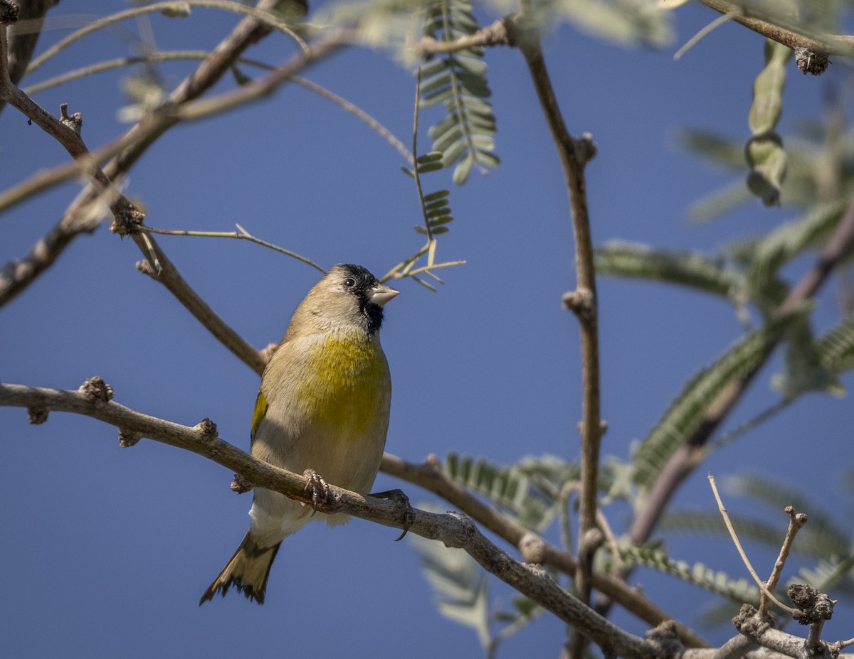 Lawrence's Goldfinch - ML646161733