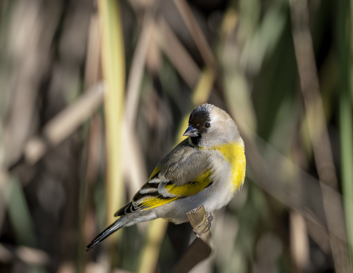 Lawrence's Goldfinch - ML646161734