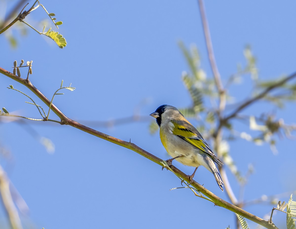 Lawrence's Goldfinch - ML646161735