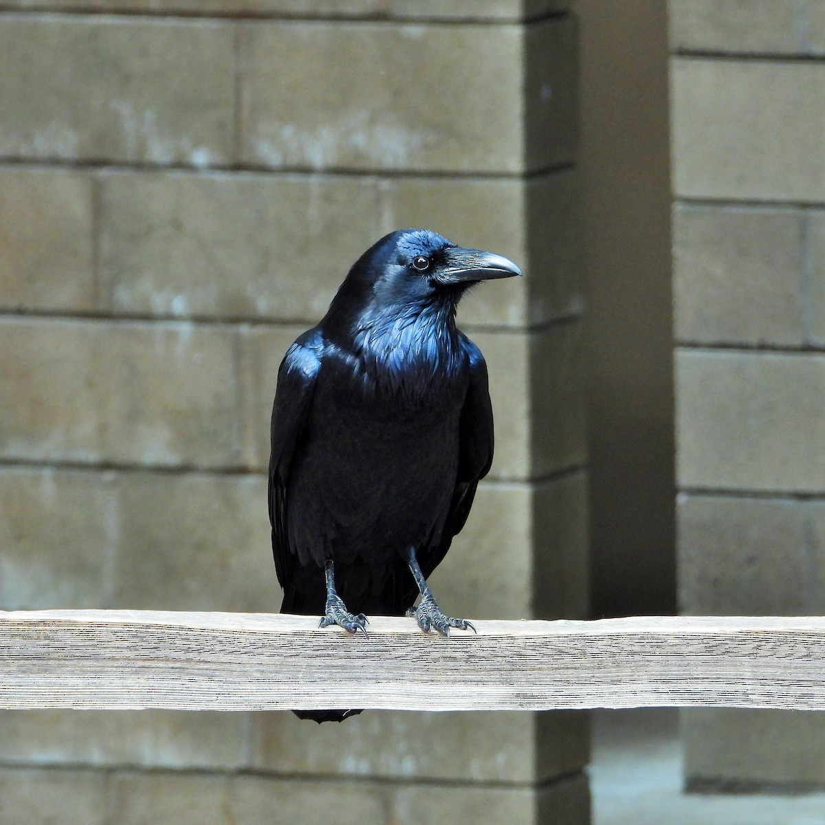 Common Raven - ML646161737