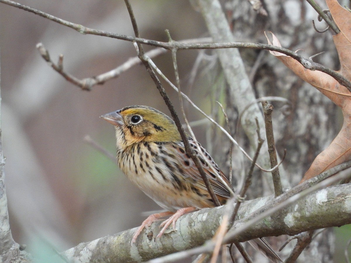 Henslow's Sparrow - ML646161738