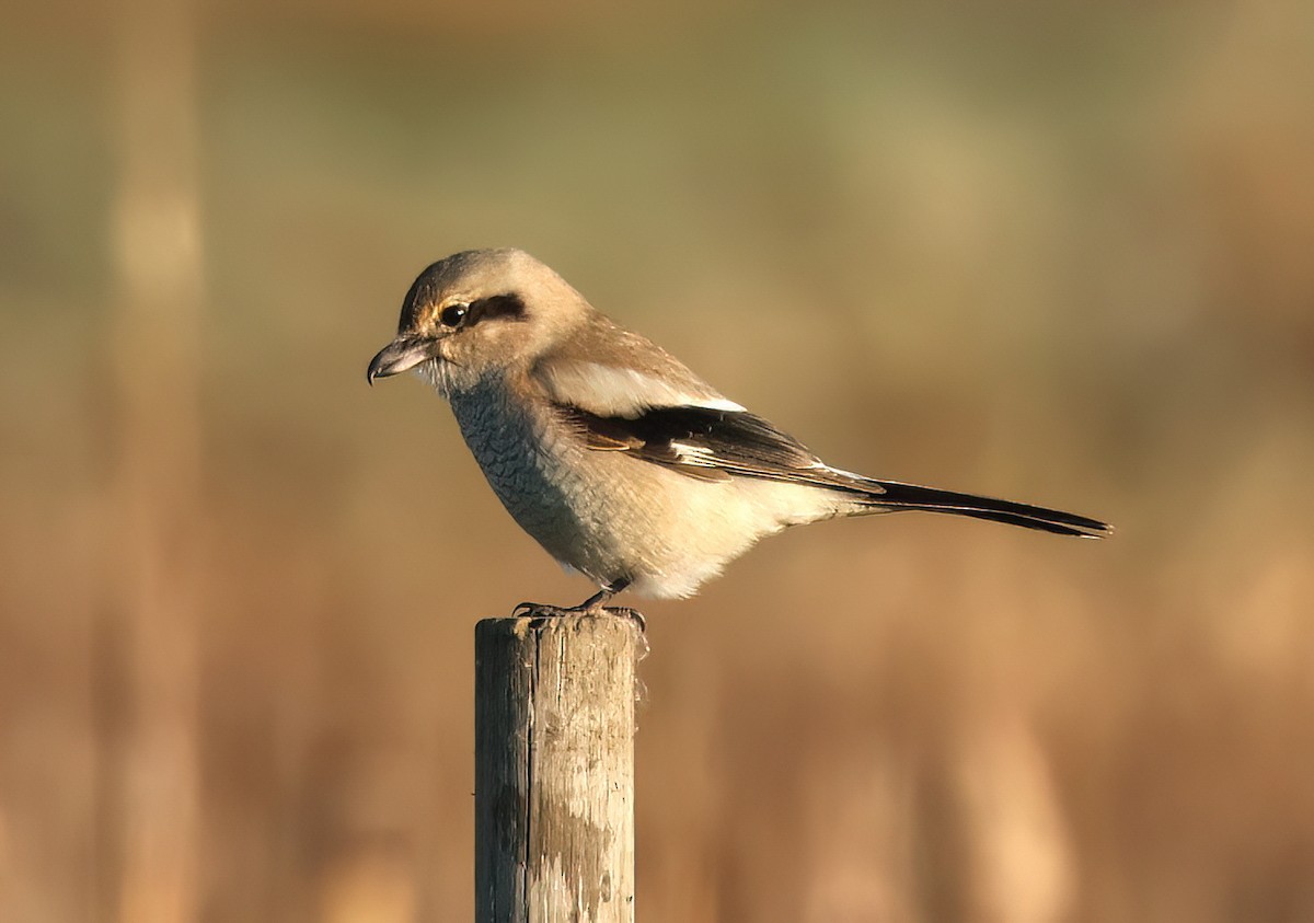 borealvarsler - ML646161746