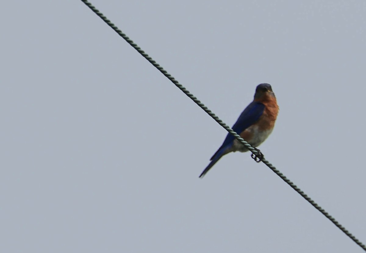 Eastern Bluebird - ML646161747