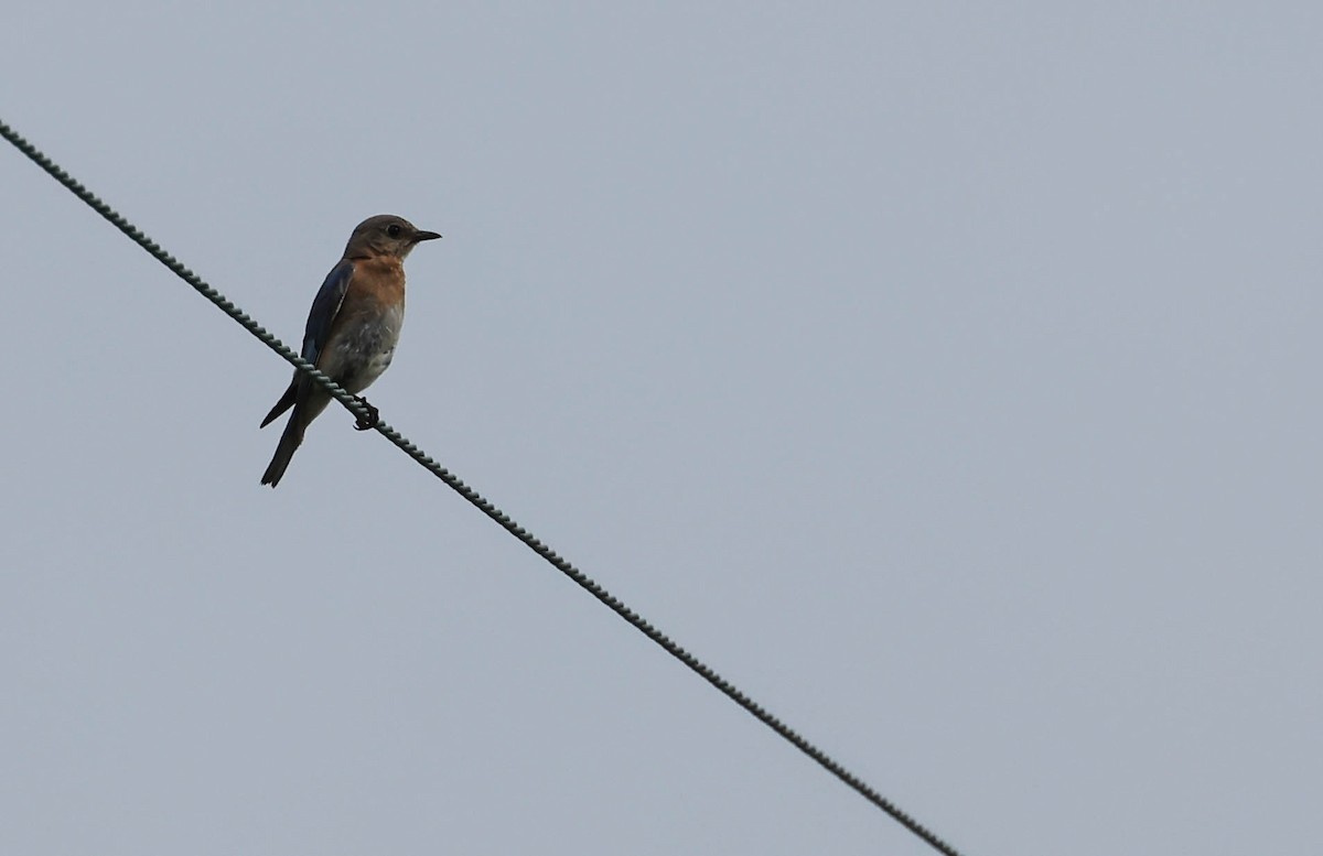 Eastern Bluebird - ML646161748