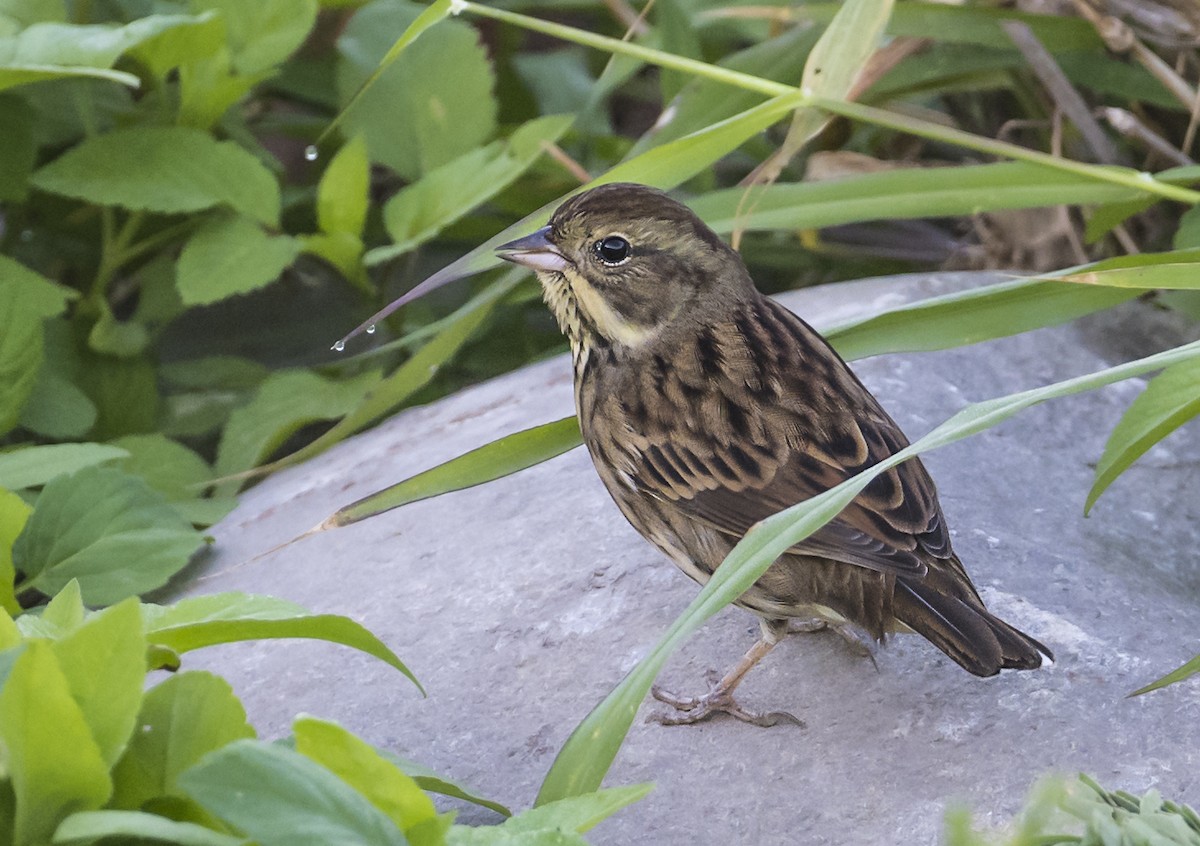 Black-faced Bunting - ML646161750
