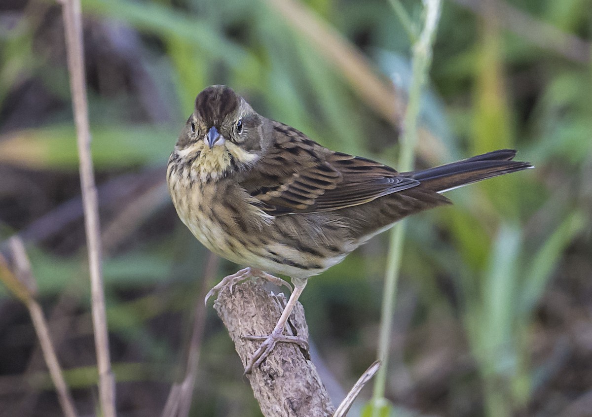 Black-faced Bunting - ML646161753