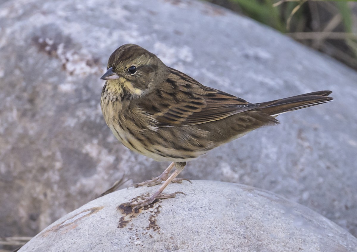 Black-faced Bunting - ML646161755