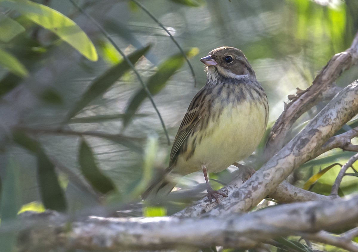 Black-faced Bunting - ML646161756