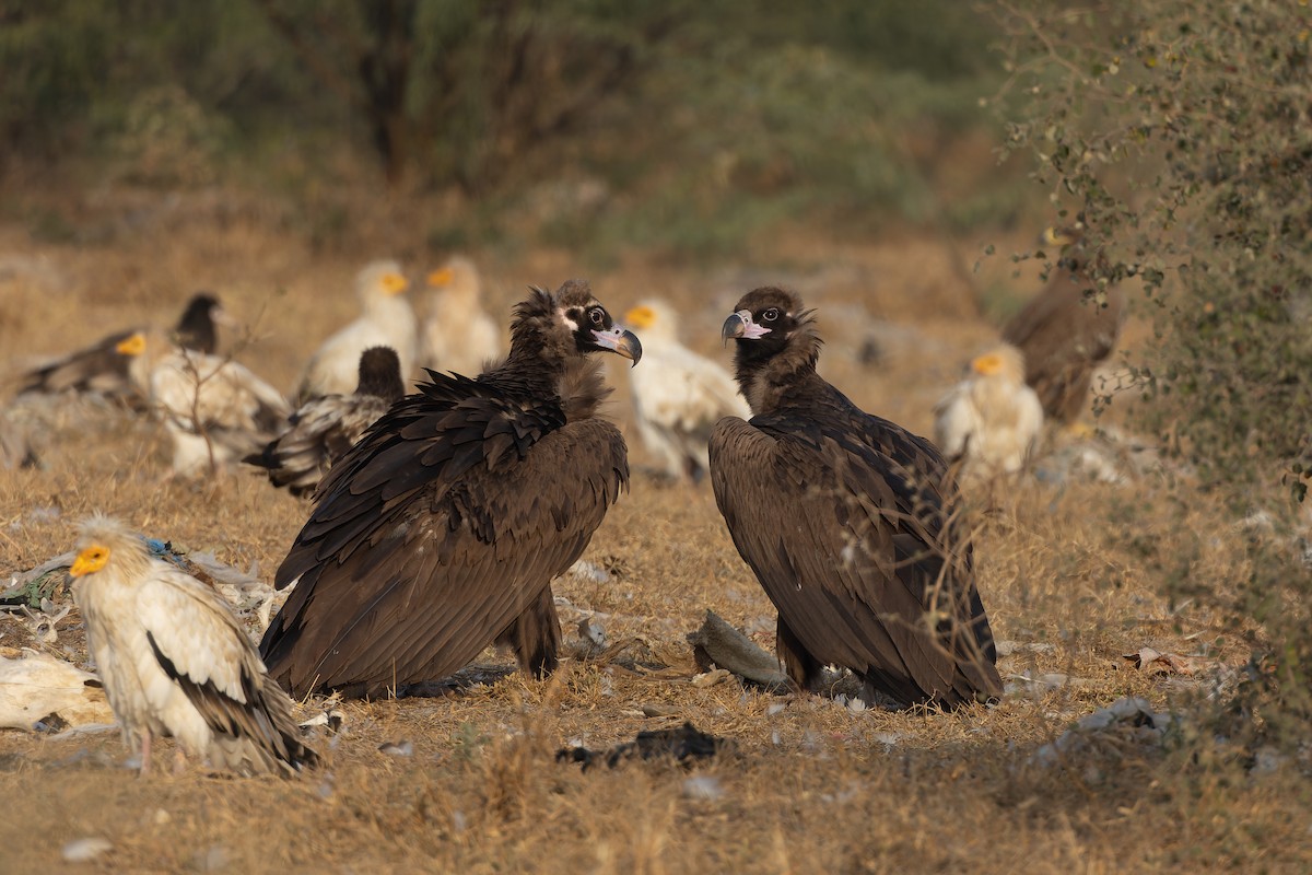 sup hnědý - ML646161759