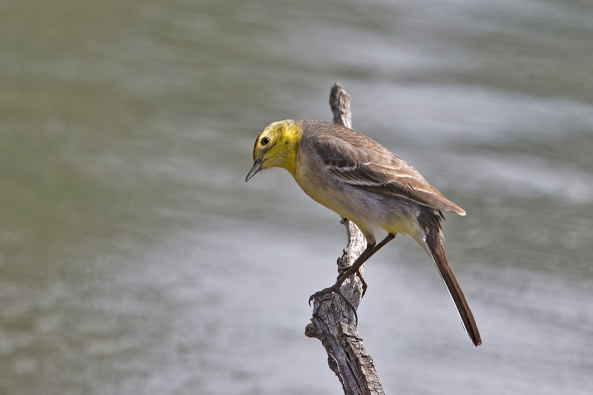 Citrine Wagtail - ML646161772