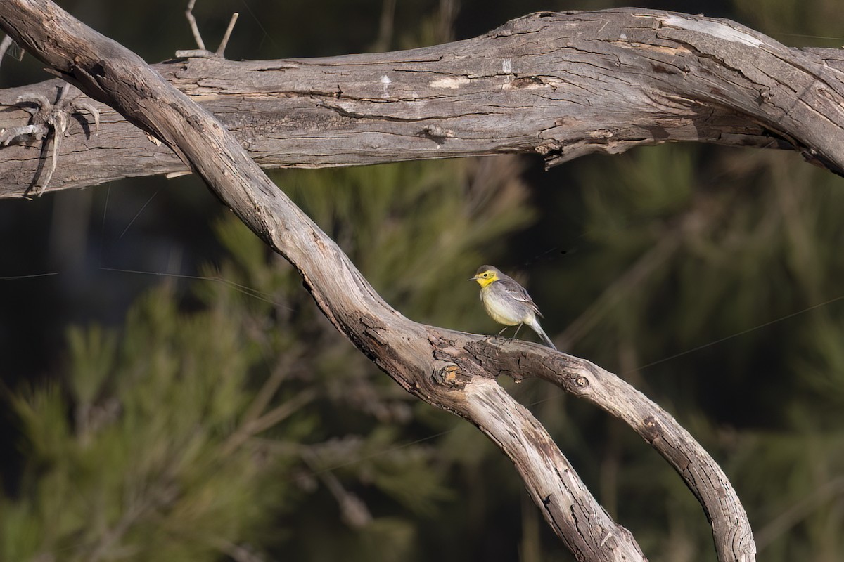 Citrine Wagtail - ML646161773