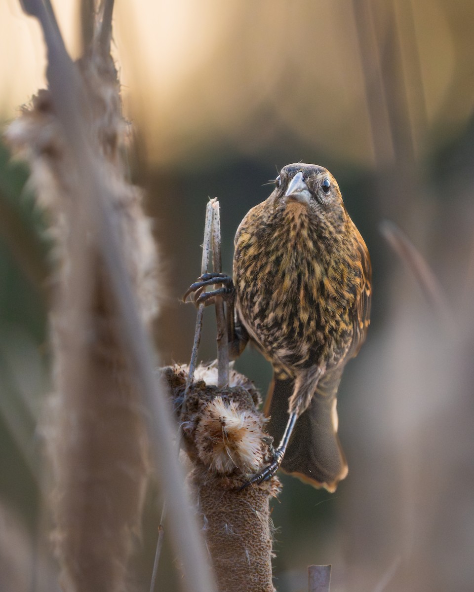 Red-winged Blackbird - ML646161775